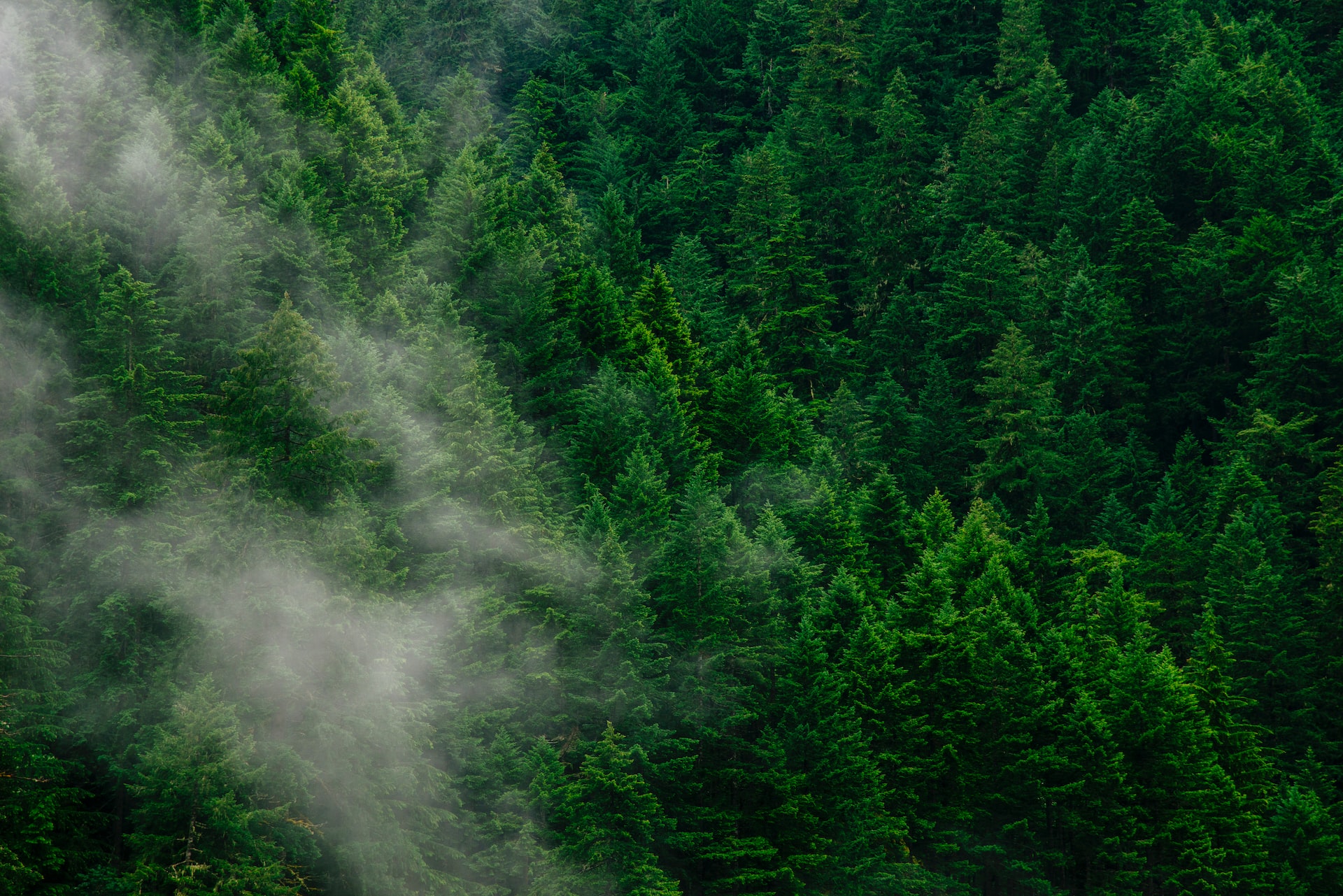 Forêt dense de sapins verts avec un voile de brume blanche se déplaçant à travers les arbres.